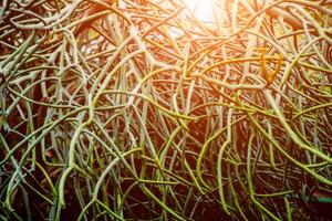 Abstract colored background close up. Macro roots background. photo