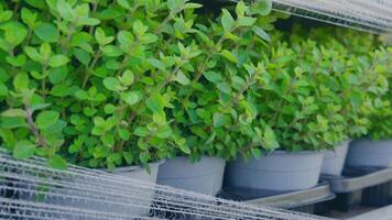 Lush Green Potted Plants Wrapped in Protective Netting video
