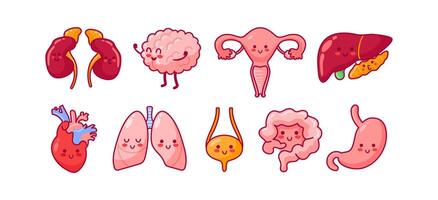 Cute kawaii characters representing internal organs like kidneys, brain, uterus, liver, heart, lungs, bladder, intestines, and stomach, each with friendly faces and vibrant colors, anatomy. vector
