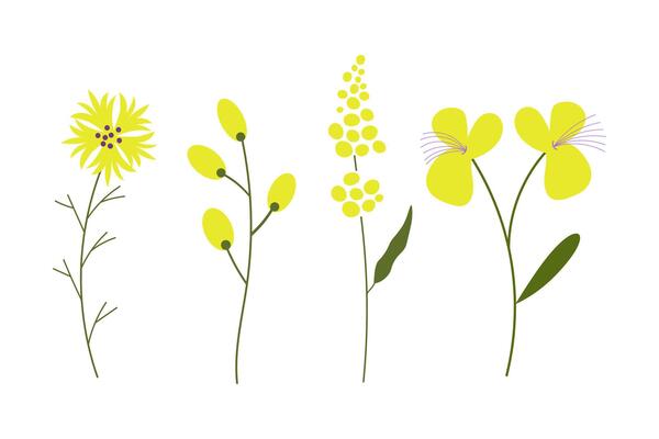 Illustrations with spring or summer yellow Flowers. Mimosa, bellflower, willow, bloom plants. Design elements for season, event . Decor for card, paper, poster, flayer