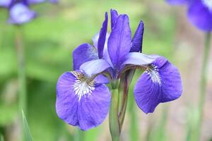 Spring Purple Iris Blooming in a Garden photo