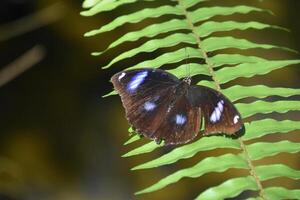 Blue Spots on the Wings of an Eggfly Butterfly photo