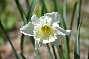 Blooming White Jonquil Flower Blossom in the Spring photo
