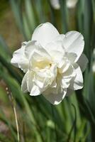 Pretty White Full Double Daffodil Blossom in Bloom photo