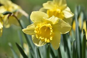 Yellow Narcissus Garden with Flowering Blossoms in Spring photo