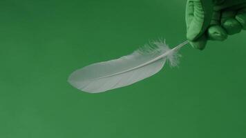 Feather, movement on a green screen. Feathers moving float and fly in front of the camera. Green screen chroma key technique for use in film production. White birdwing against green background video
