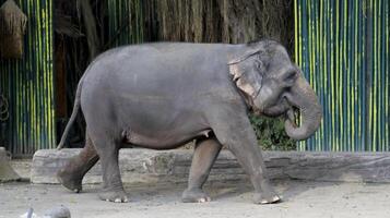 Asian elephant walking gracefully in a zoo enclosure with green bamboo background in the zoo. photo
