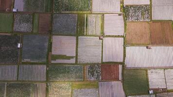 Field of crops is shown in a mosaic pattern at cloudy day in Indonesia video