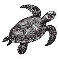 Detailed Sea Turtle Illustration Engraving Style Design for Print vector