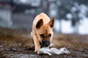 Cute brown short haired stray puppy with a black nose is walking and sniffing on the side of the road. photo