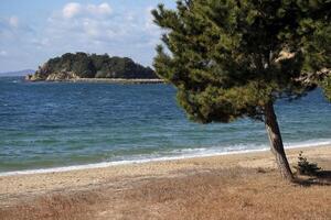 Coastal scene with a tree and waves arriving at the beach in Naoshima, Japan photo