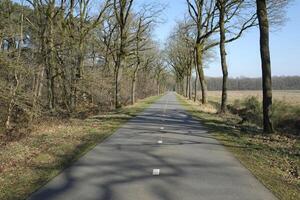 Road through the countryside of the Netherlands with trees on both sides photo