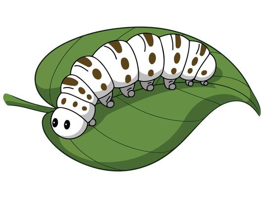 Silkworm on a leaf illustration