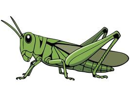 Grasshopper on white background vector