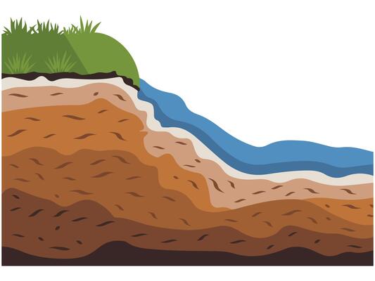 Cross section of a pond with aquatic plants