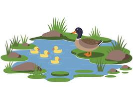 Mother duck with ducklings in water vector