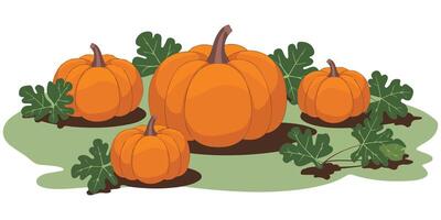 Pumpkin illustration on white background vector