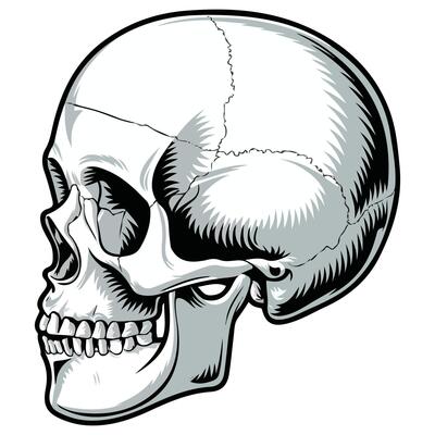 Skull illustration on white background