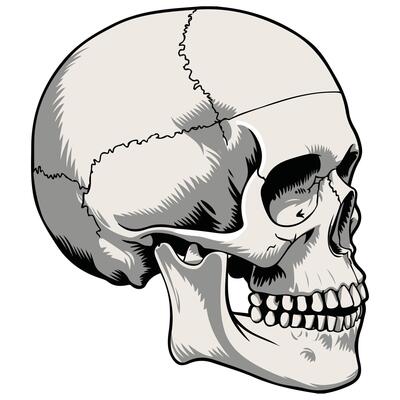 funny Human skull