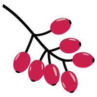 Branch with red berries vector