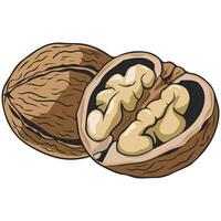 Walnut illustration on white background vector
