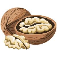 Walnut icon on white vector