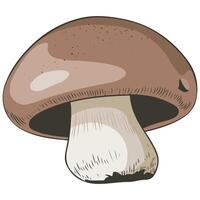 Champignon mushroom on white background vector