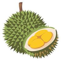 Durian fruit illustration on white background vector