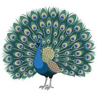 Peacock icon on white background vector