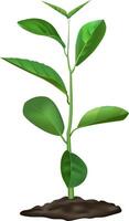 Realistic depiction of plant growth stages, featuring a young sprout emerging from the soil, showcasing vibrant green leaves and a healthy stem against a clean white background vector