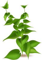Featuring fresh plants and seasonal growth, this illustration showcases vibrant greens, herbs, and leaves, forming two elegant branches against a clean white background vector