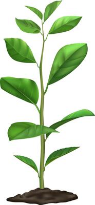 Realistic illustration of a young plant growing in the ground, showing green leaves and a stem, isolated on a white background, representing growth, nature, and new life