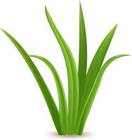 Fresh and vibrant green grass blades are reaching upwards, creating a lively and refreshing scene of nature's growth and vitality against a clean white backdrop vector