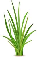 Realistic illustration showcasing fresh green grass thriving against a white background, capturing the essence of nature, spring, and vibrant growth in a serene setting vector