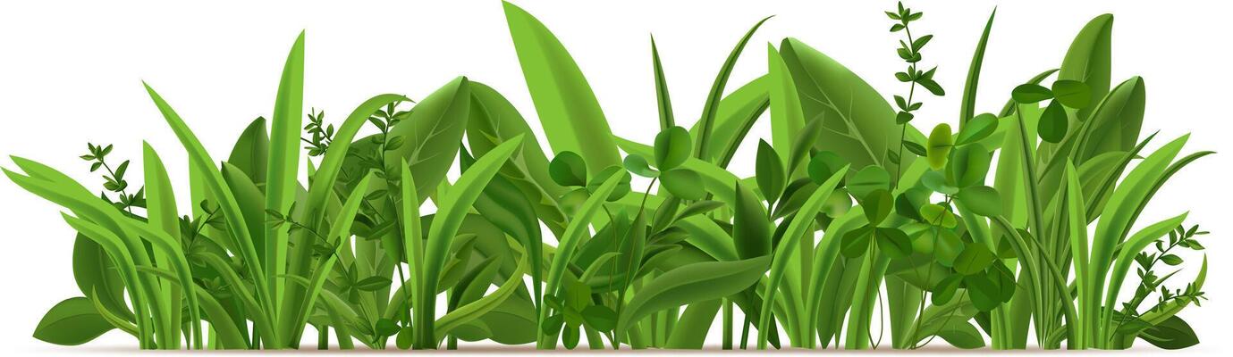 Lush green grass, vibrant herbs, and delicate clover form a lively and organic border, enhancing designs with a refreshing touch of nature's beauty and seasonal growth