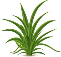 Green grass thriving on a white background, symbolizing nature, freshness, and the spring season, perfectly suited for environmental or botanical projects vector