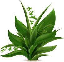 Realistic illustration of a vibrant clump of grass and herbs, flourishing with lush green leaves and delicate stems, creating a natural and fresh botanical scene vector