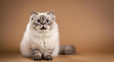 Fluffy Persian Cat with Big Eyes Wallpaper photo