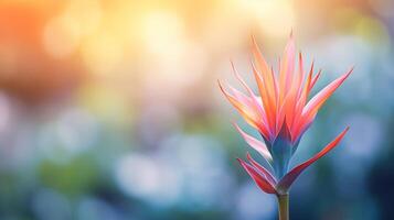 A bird of paradise flower is shown in front of a blurred background photo