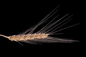 Barley Rice Isolated On a black Background. photo