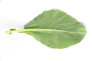 Kale leaves isolated on a white background. photo