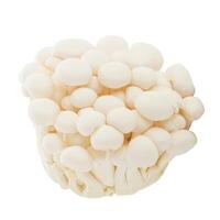 Bunapi mushroom, White beech mushrooms, Shimeji mushroom, Edible mushroom isolated on white background. photo