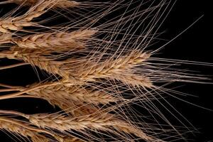 Barley Rice Isolated On black Background. photo