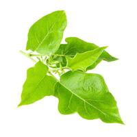leaves Pea Eggplants or turkey berry isolated on white background photo