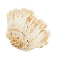 Bunapi mushroom, Shimeji mushroom, Edible mushroom isolated on white background photo