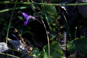 Violet in the grass seen from above photo