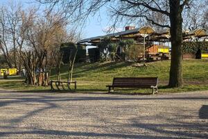 Bench under a bare tree in a park on a sunny day photo