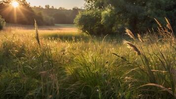 A serene meadow at sunrise with golden light filtering through tall grass photo