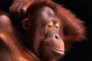 Silly Monkey and Cool Monkey with Funny Orangutan Face on Black Background Featuring Playful Animal Expression photo
