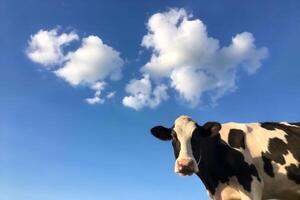 Cute Cow Baby with Funny Expression in a Holstein Friesian Cow Background Featuring a Cow Selfie Under a Beautiful Sky with Clouds photo